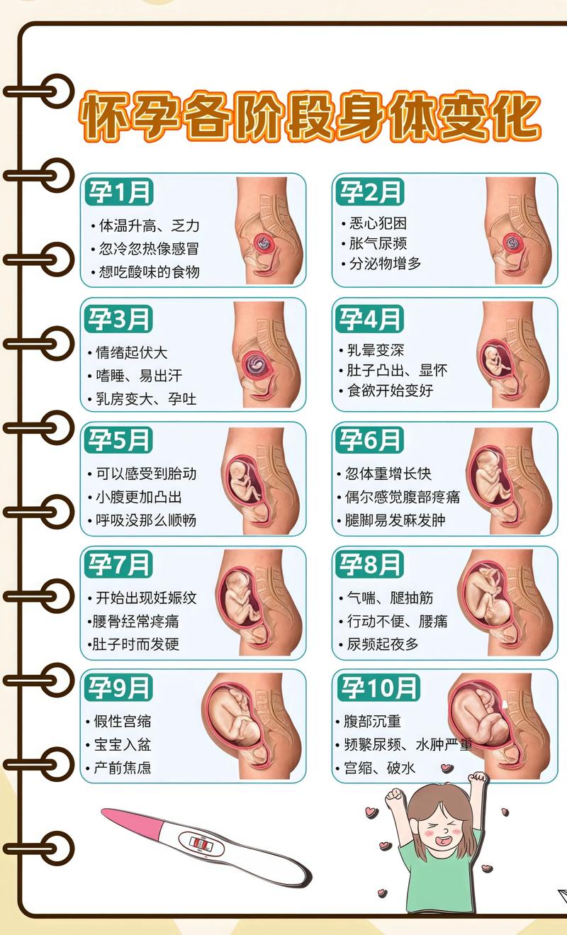 揭秘供卵代孕妈妈怀孕小腹分两节，孕期变化的奥秘滁州代生机构: